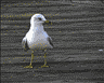 Seagull on the pier. Vi took this photo.