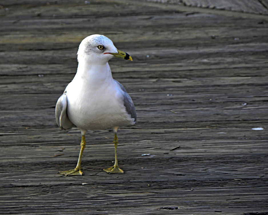 Seagull on the pier. Vi took this photo.