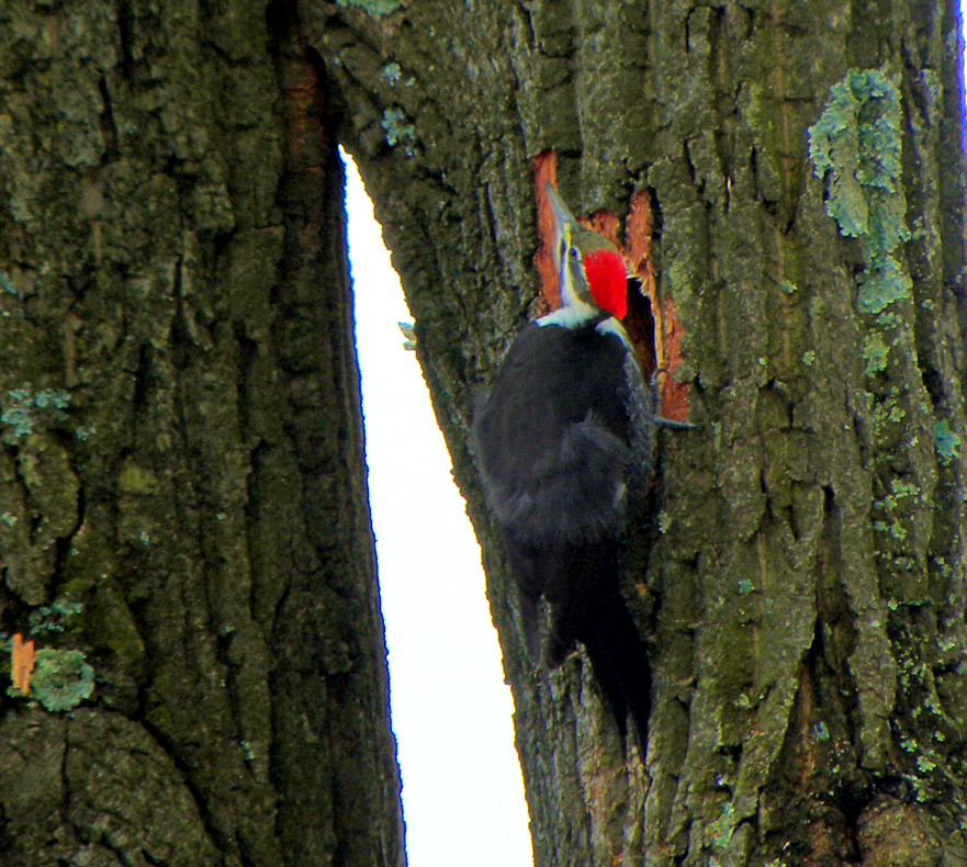 Another shot of the woodpecker. Vi took this picture.