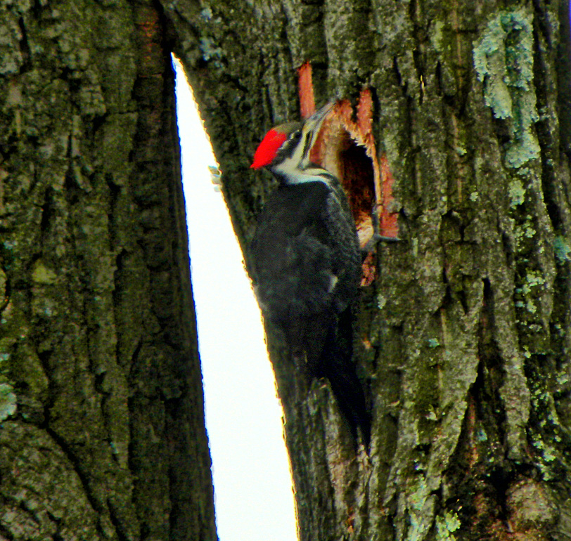 We heard loud knocking in the forest and spotted this woodpecker. Vi took this picture.