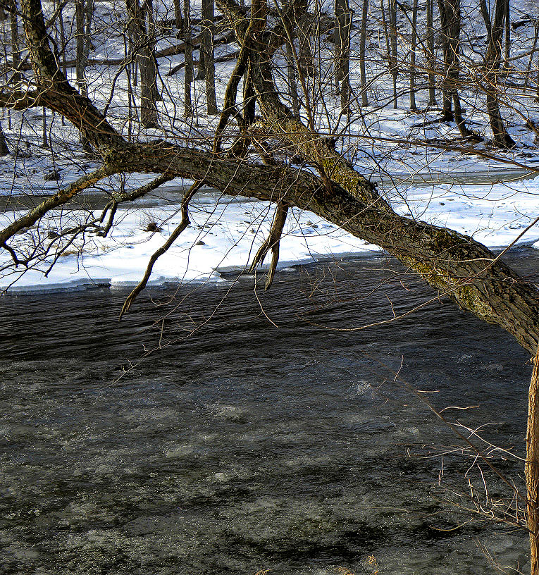 Tree branch over Neversink River. Vi took this picture.