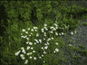 White ox-eye daisies line the trail.